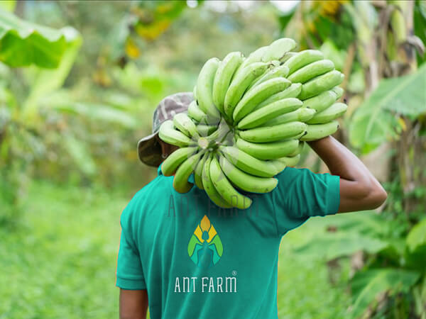 Ant Farm banana farm 600x450