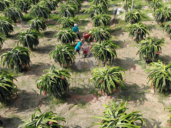 Ant Farm dragon fruit farm 2 600x450