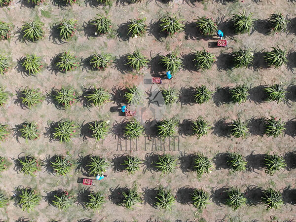 Ant Farm dragon fruit farm 4 600x450