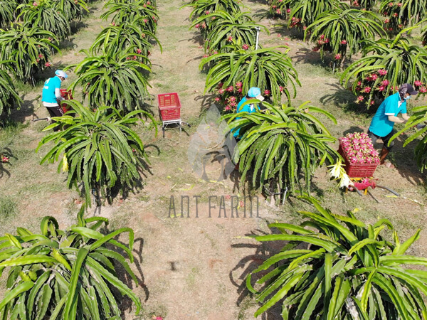 Ant Farm dragon fruit farm 5 600x450