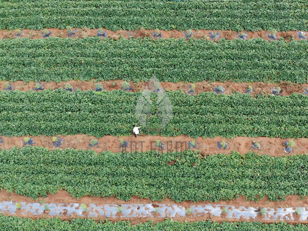 Sweet potato farm 2 600x450