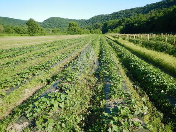 Sweet potatoes in field 600x450