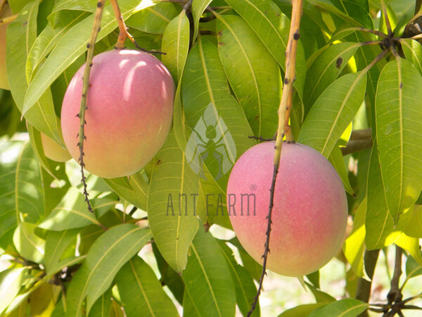 xoai uc R2E2 farm 3 600x450