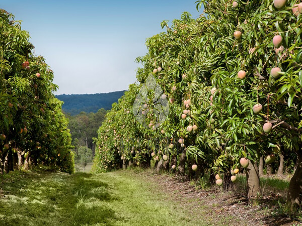 xoai uc R2E2 farm 600x450