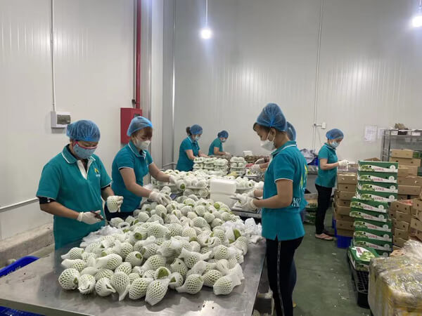 我们的农场工厂 02